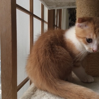 スコティッシュホールドの男の子です