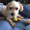 人が大好き！元気なマルチーズの男の子 サムネイル2