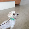 人が大好き！元気なマルチーズの男の子 サムネイル4