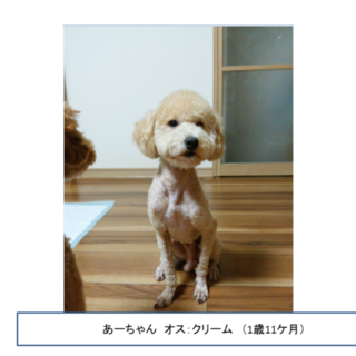 お利口さんなプードル（オス）