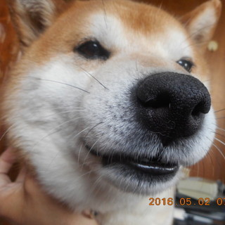 ワンと楽しく生きましょう！日本の犬です！