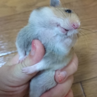 小さめゴールデンハム♥ありがとうございました！