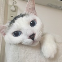 こはる