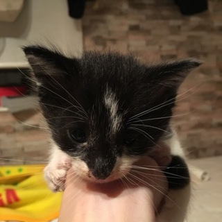 バットマンみたいな白黒子猫(=^･ω･^=)