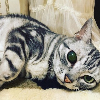 おとなしいアメショー