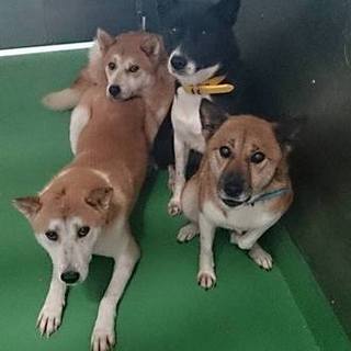 【感謝】一般譲渡枠へ移りました②持込黒白♀