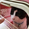 の写真