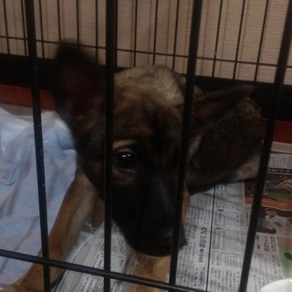 この子の命を救ってください。