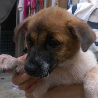 この子の命を救ってください。