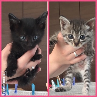 可愛い子猫の里親募集