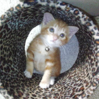 おっとり茶トラ君、生後2ヶ月男の子里親募集♪