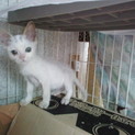 元気いっぱい白君、生後1ヶ月男の子里親募集♪