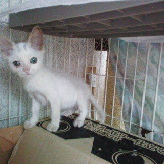 元気いっぱい白君、生後1ヶ月男の子里親募集♪