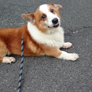 人懐こく穏やかな垂れ耳コーギー