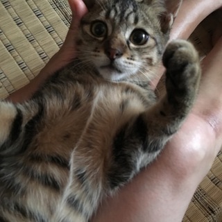 抜群の性格の良さ！可愛さ満点のキジ君！