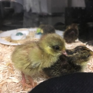 ヒメウズラ雛里親募集