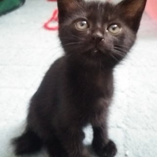 黒猫の男の子2か月☆