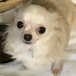 可愛いチワワの女の子です。