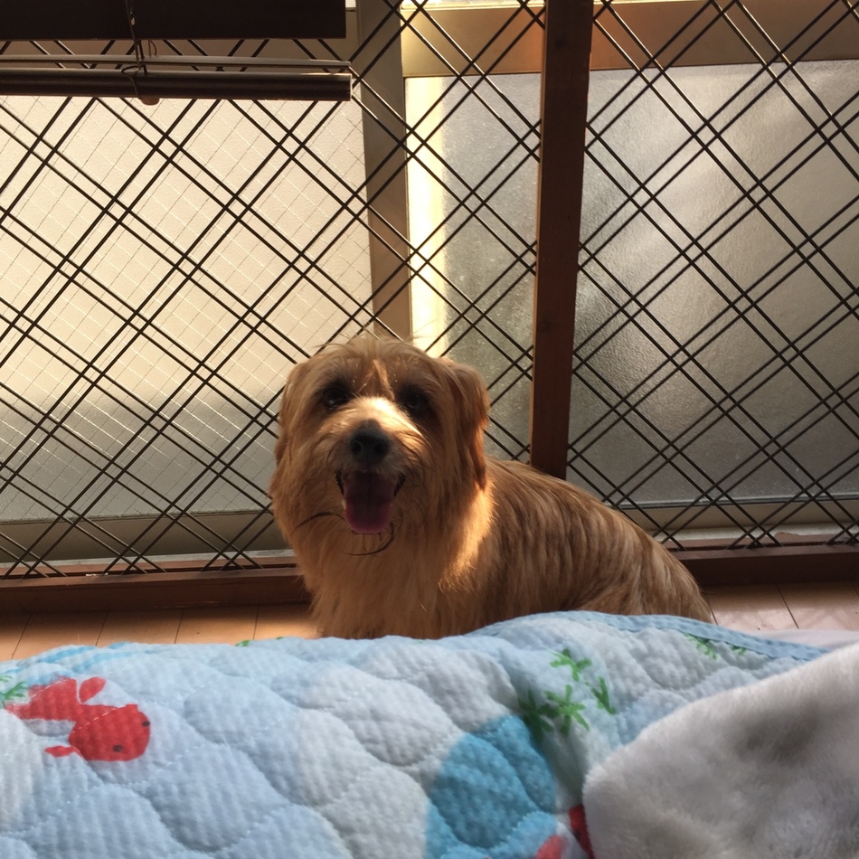 日向のカバー写真