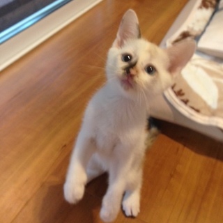 カワイイ★白ちゃん　女の子