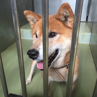 シニアだけど、またまだ元気な男の子！