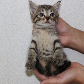 とってもかわいい子猫を3匹→1匹保護しました