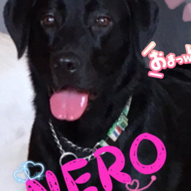 neucaneのカバー写真