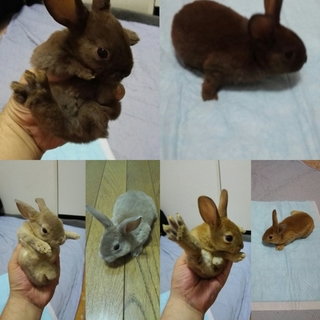 ミニレッキス赤ちゃん（9月5日産まれ）