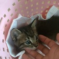 子猫