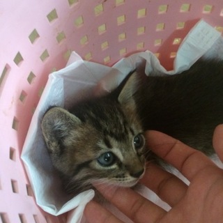 子猫