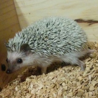 ハリネズミのオス