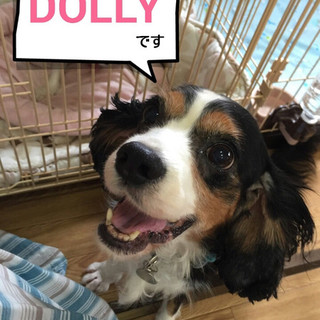 キャバリア　ドリー７歳　元気な甘えん坊な女の子