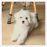 グミ