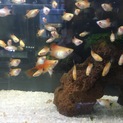 プラティの幼魚の里親募集