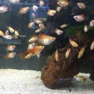 プラティの幼魚の里親募集
