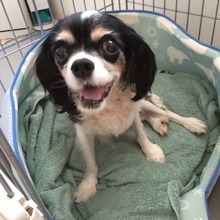 キャバリア　ヒロ　８歳　トライ　小さいお姫様です