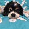 キャバリア　ヒロ　８歳　トライ　小さいお姫様です サムネイル3