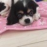 キャバリア　ヒロ　８歳　トライ　小さいお姫様です サムネイル4