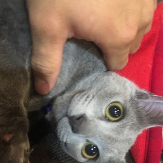 助けて下さい！ロシアンブルーの里親募集。