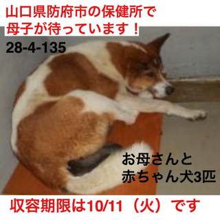 母犬と仔犬3匹を一緒に引き取って頂ける方募集！