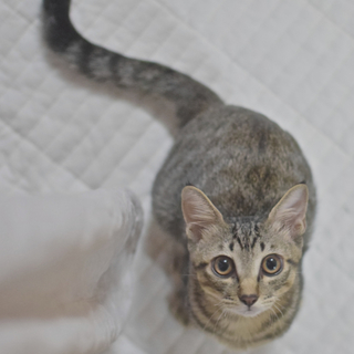 ☆やんちゃで楽しいキジトラの男の子☆兄弟あられ