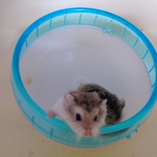ロボロフスキーハムスターの2匹里親募集