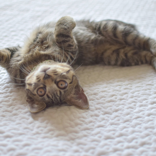 ☆甘えん坊でやさしいキジトラの男の子☆兄弟せんべい