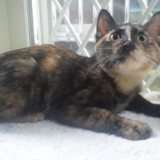 サビ柄好きな方お願いします　きゃりーちゃん