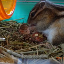 こたろう、栗を食べる。