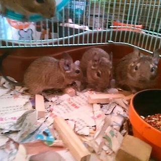デグーマウス生後4ヶ月8匹