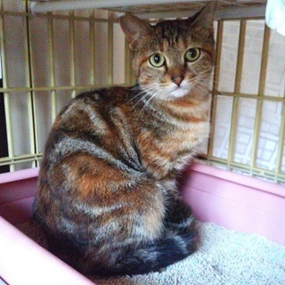 ムギワラの姉妹♪クルちゃん