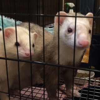 可愛がってください