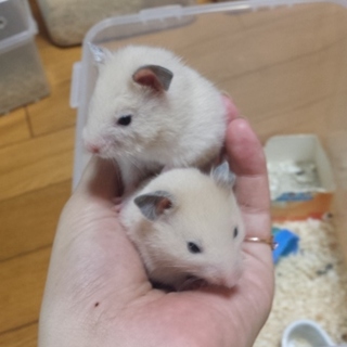キンクマハムスターの里親募集