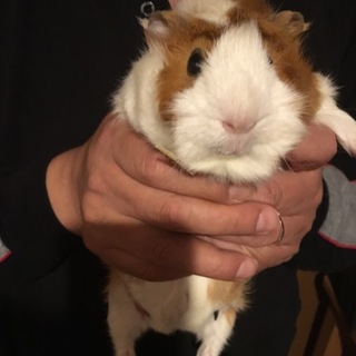 モルモットの里親募集中